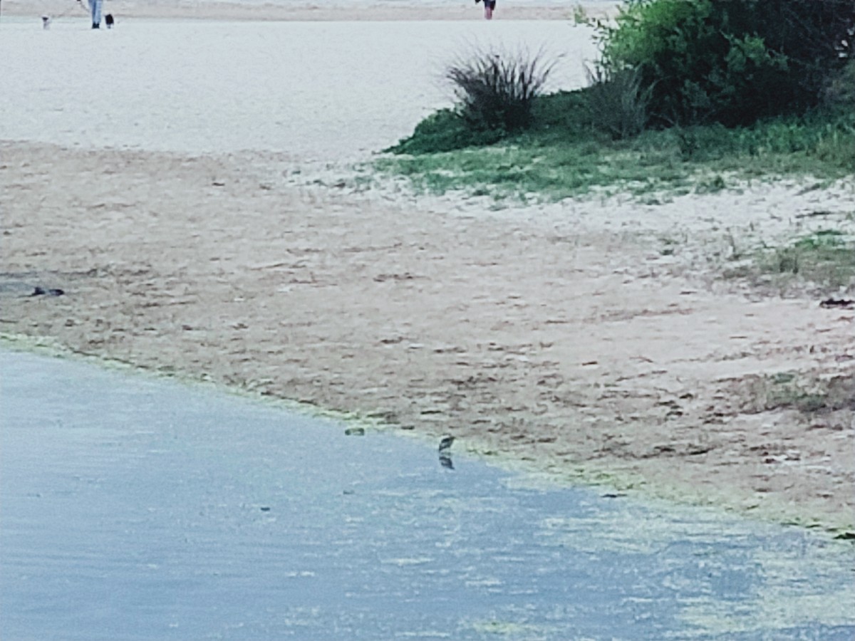 Sharp-tailed Sandpiper - ML609992637