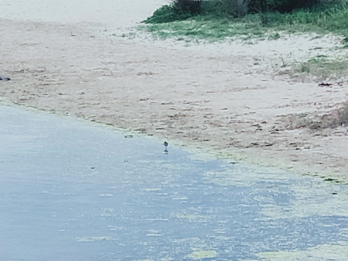 Sharp-tailed Sandpiper - ML609992638