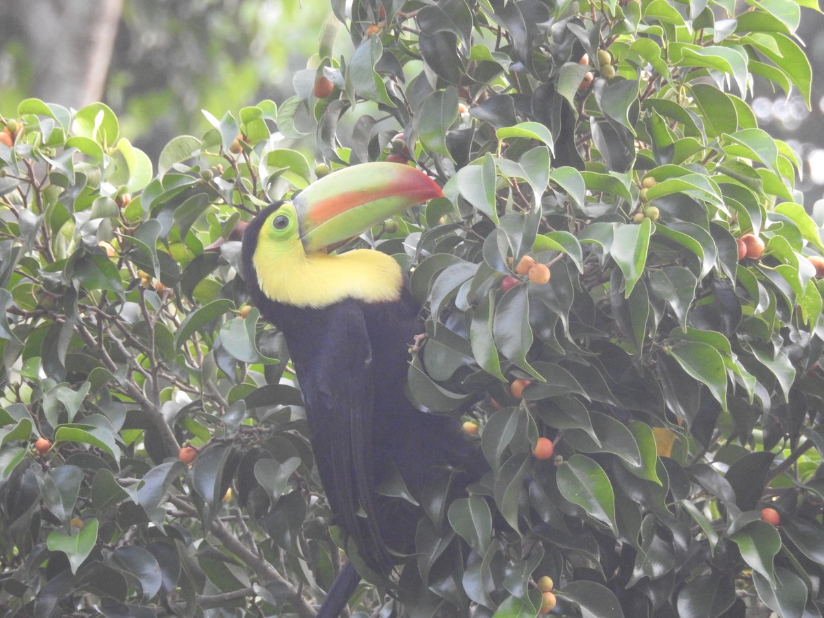 Keel-billed Toucan - ML609992713