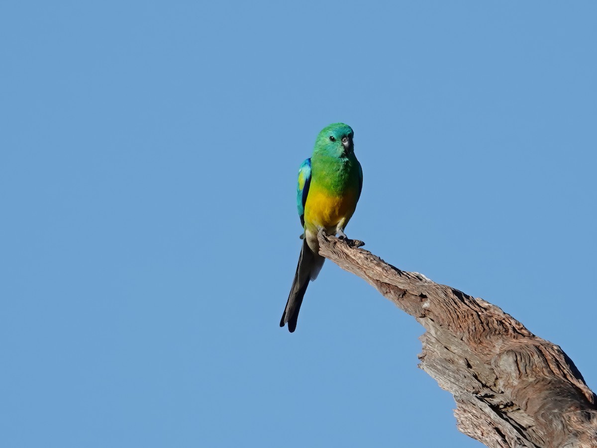 Red-rumped Parrot - ML609992856
