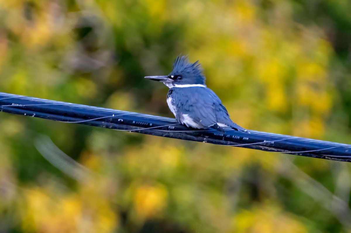 Belted Kingfisher - ML609992965