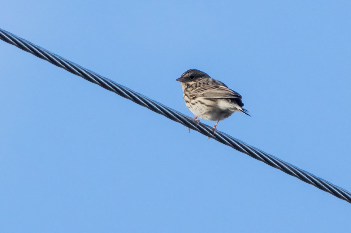 Savannah Sparrow - ML609993190