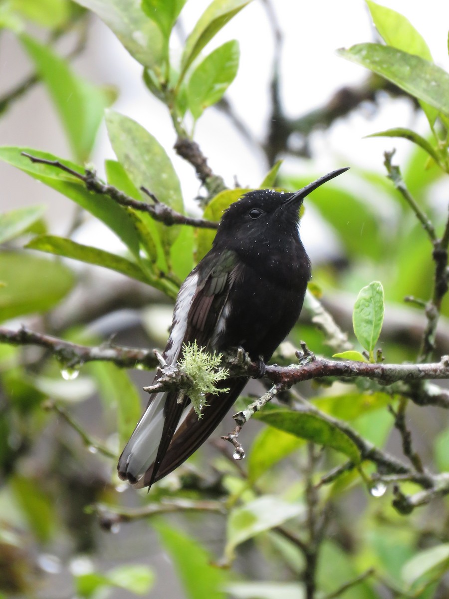 Black Jacobin - ML609993257