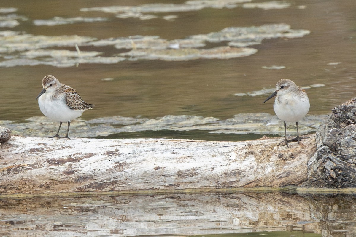 Western Sandpiper - ML609993465