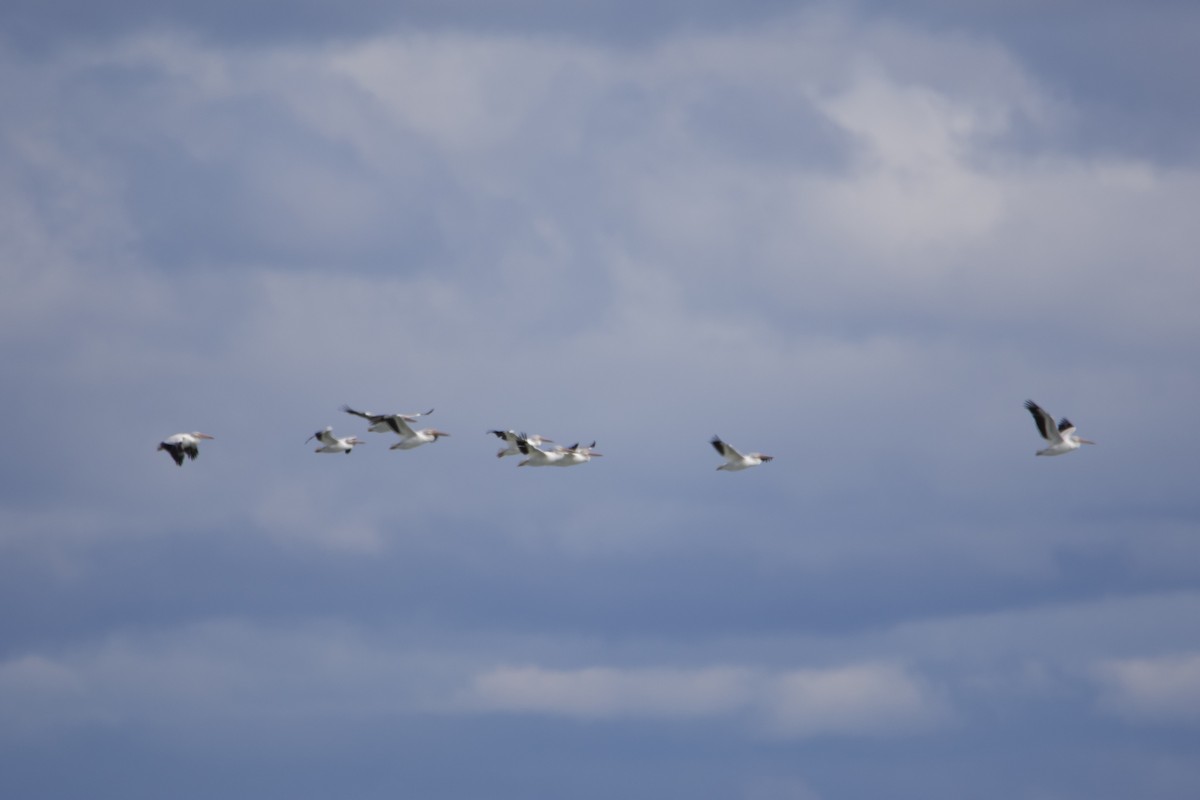 American White Pelican - ML609993525