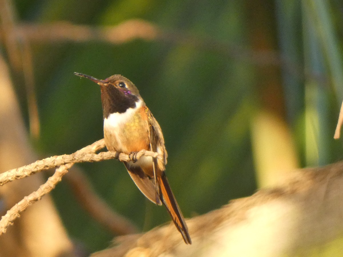 Inagua Woodstar - ML609993535