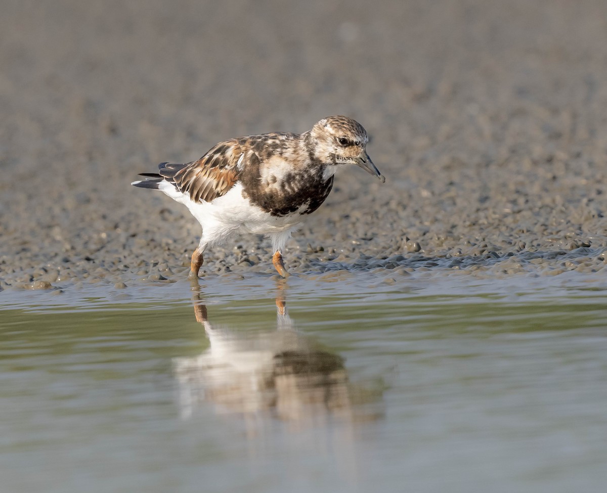 Ruddy Turnstone - ML609993566