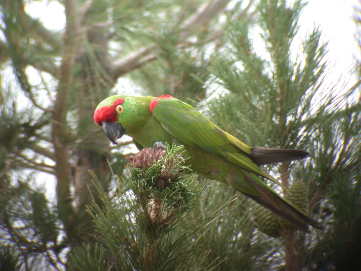 Thick-billed Parrot - ML609993575