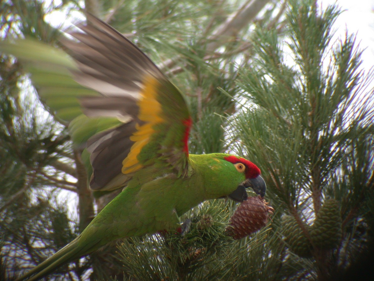 Thick-billed Parrot - ML609993576