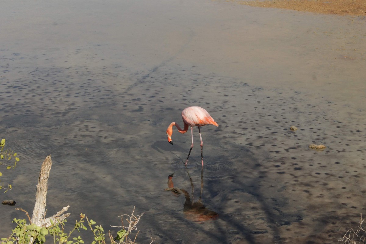Amerika Flamingosu - ML609993641