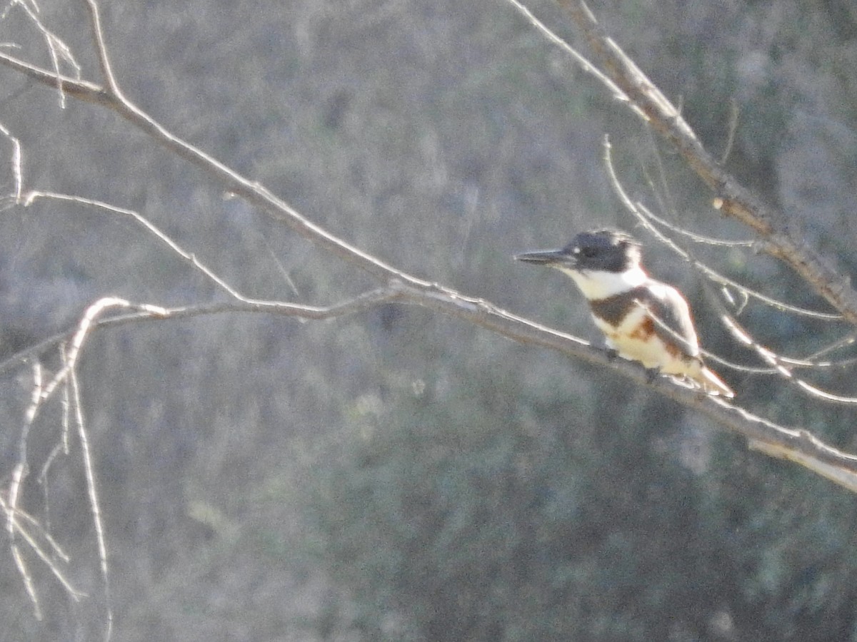 Belted Kingfisher - ML609993682