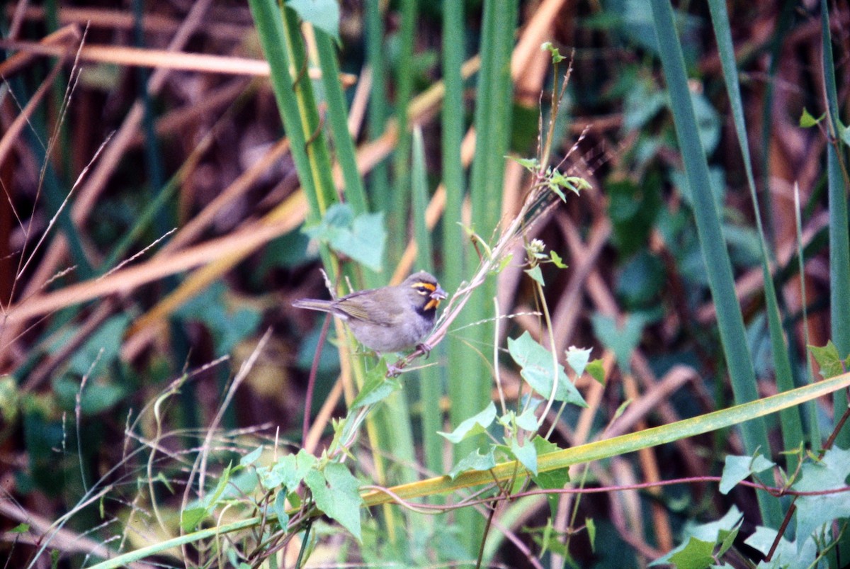 Yellow-faced Grassquit - ML609993713