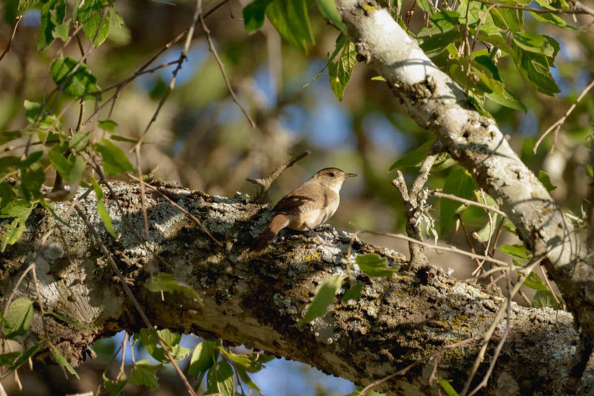 House Wren - ML609993837