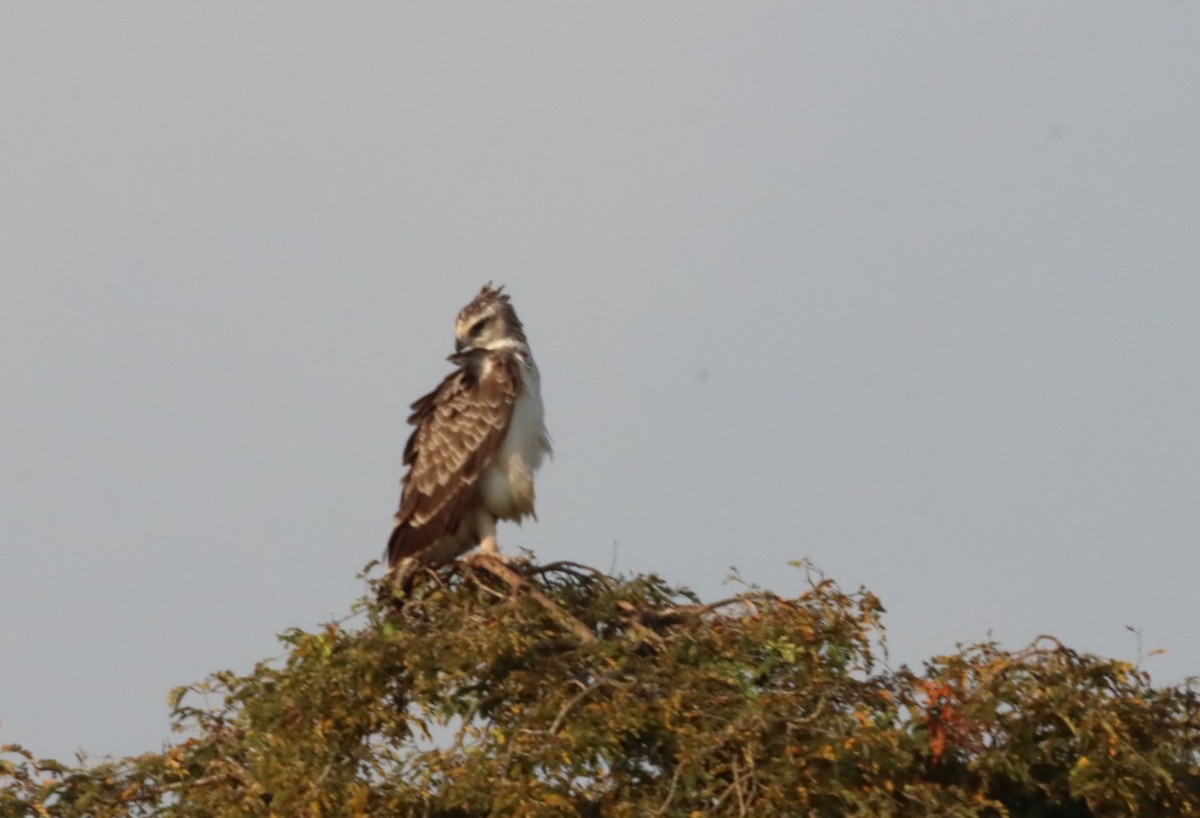 Martial Eagle - ML609994022