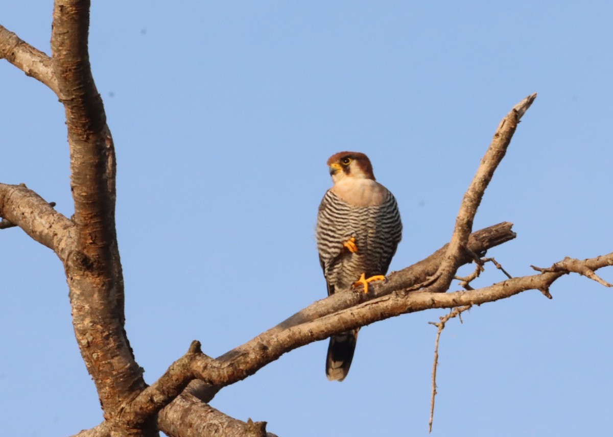 Red-necked Falcon - Thomas Plath
