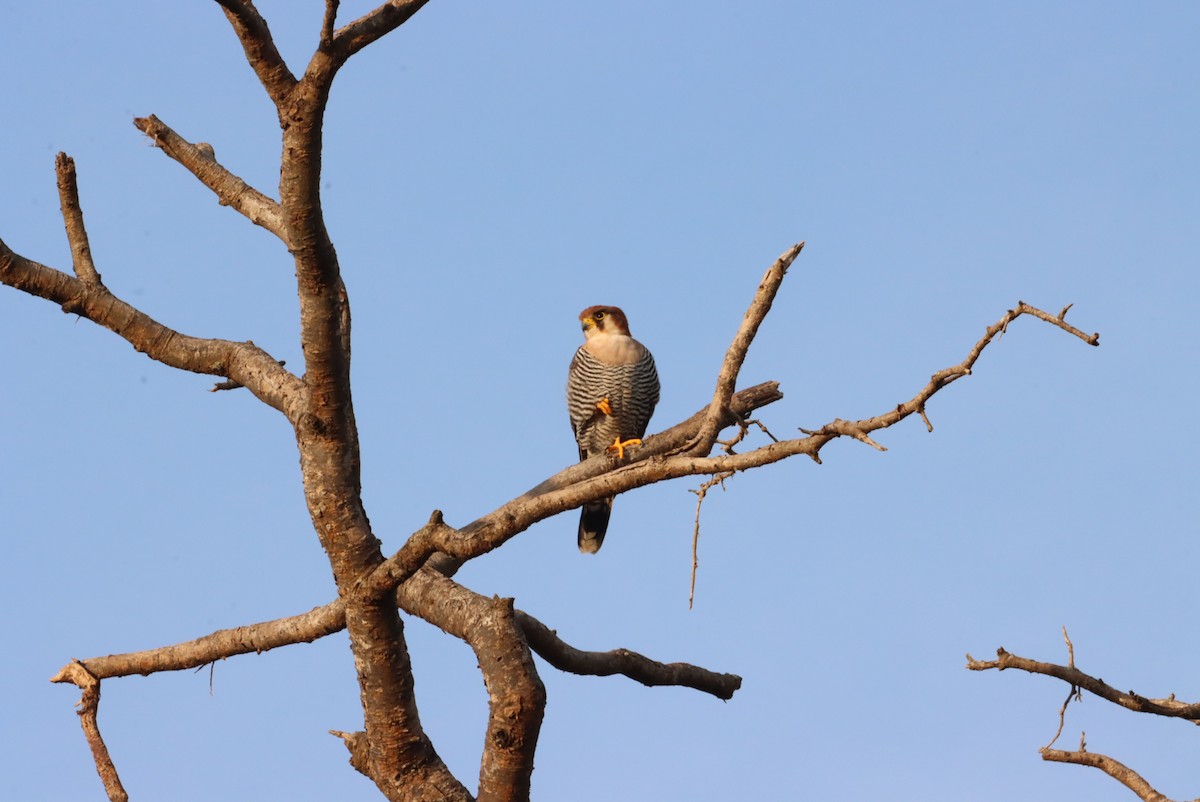 Red-necked Falcon - Thomas Plath