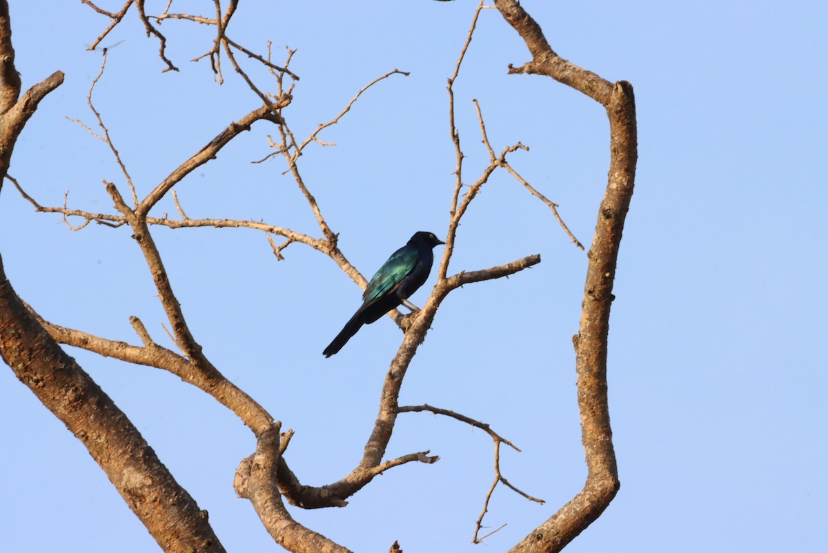 Rüppell's Starling - ML609994042