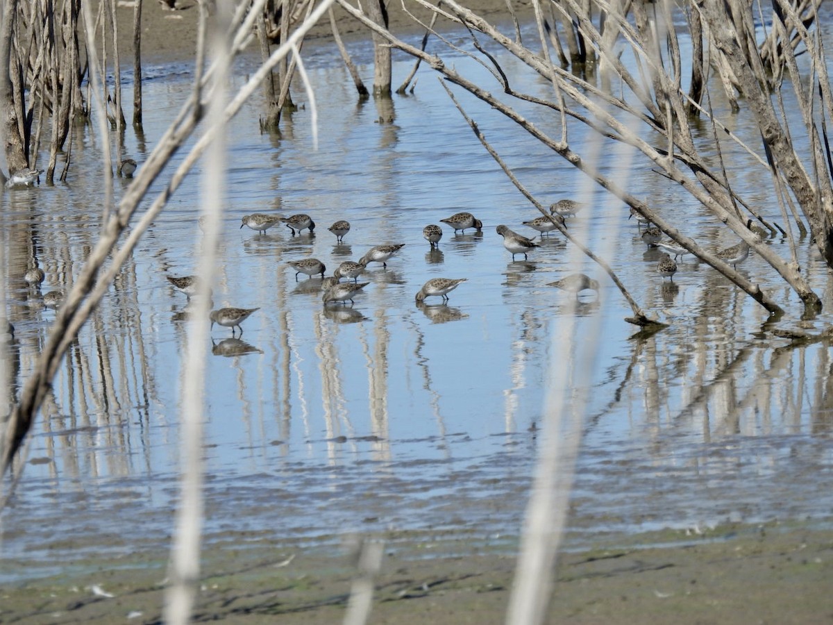 Least Sandpiper - ML609994073