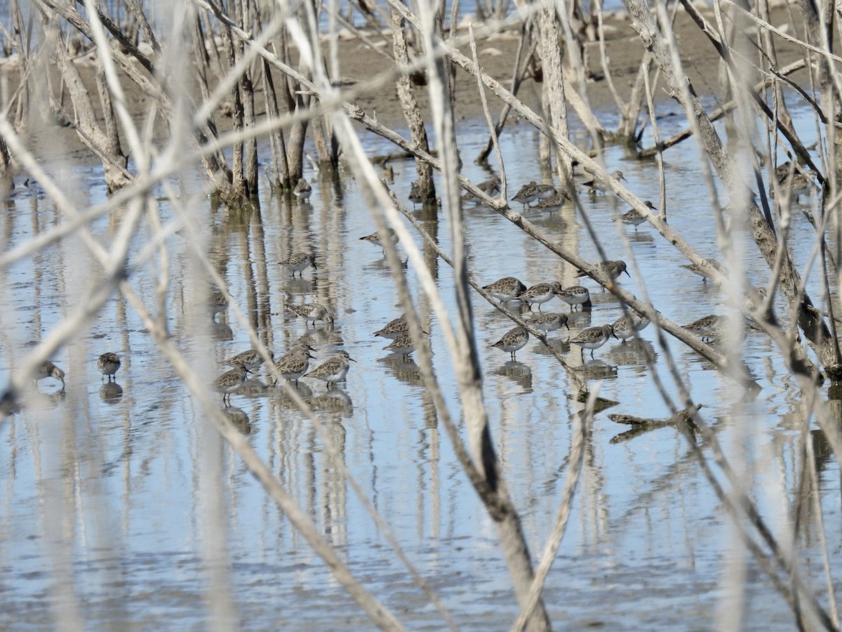 Least Sandpiper - Christopher Daniels