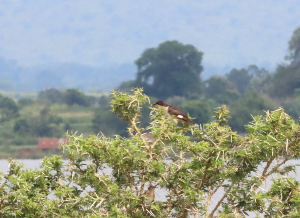 Pied Cuckoo - ML609994144