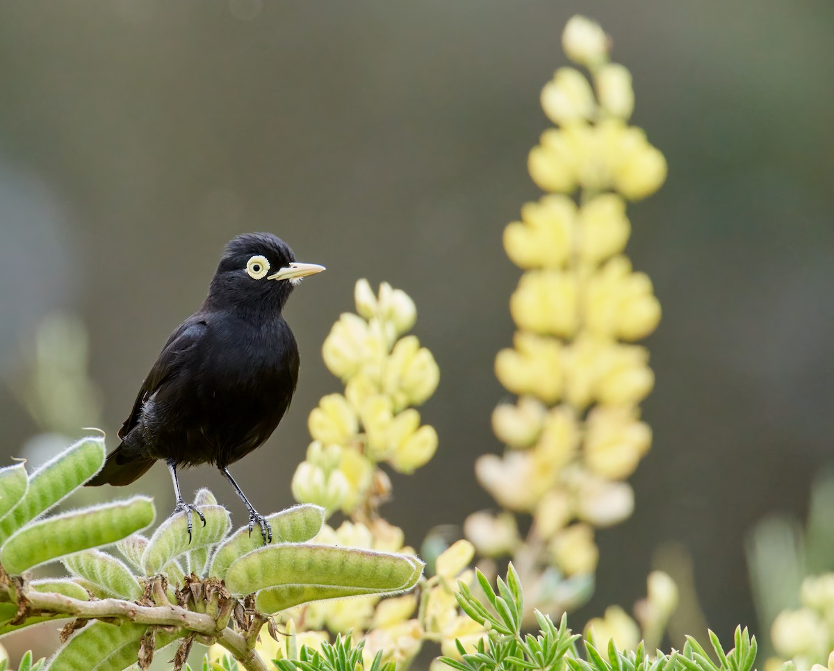 Spectacled Tyrant - Eduardo Opazo M. - Emplumados_