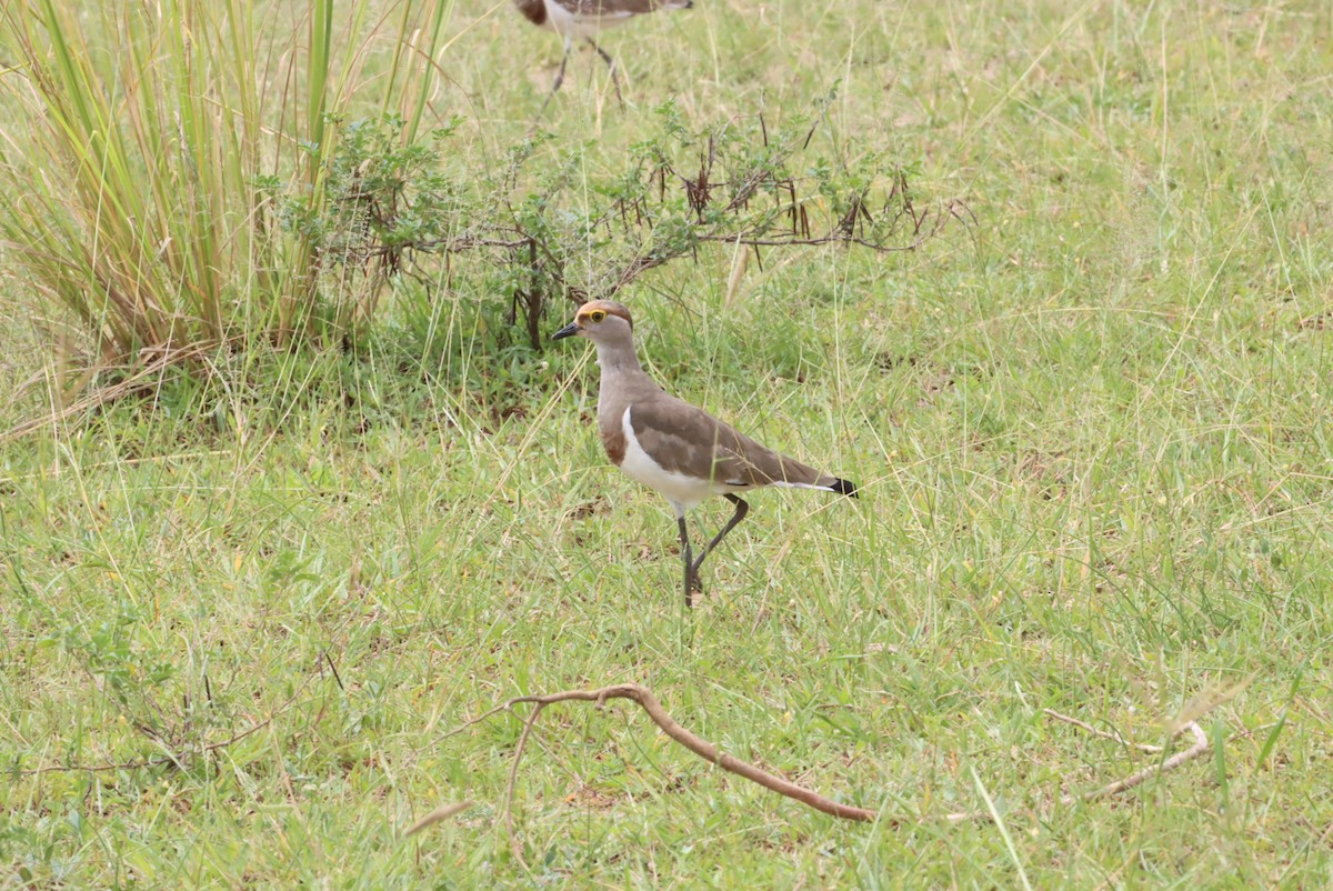 Brown-chested Lapwing - ML609994340