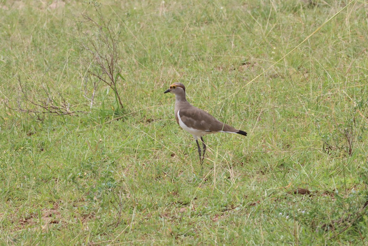 Brown-chested Lapwing - Thomas Plath