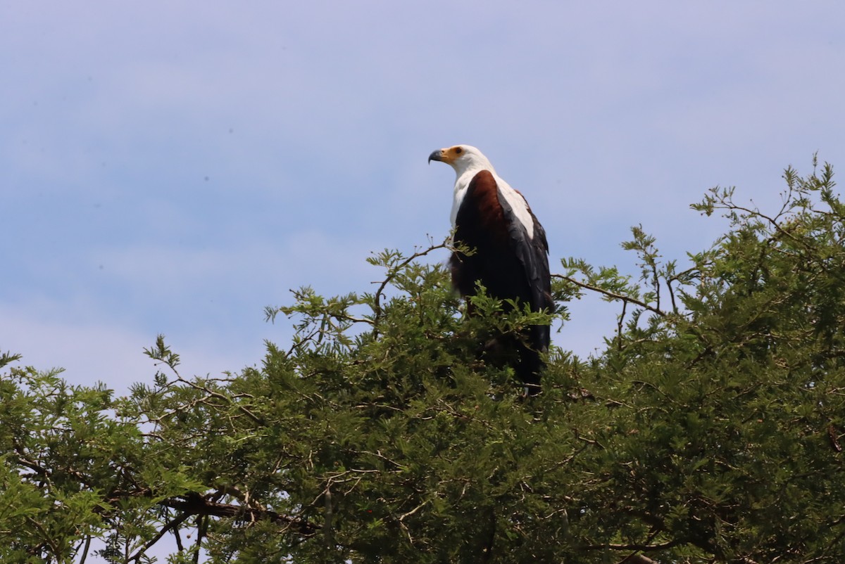 Palm-nut Vulture - ML609994401