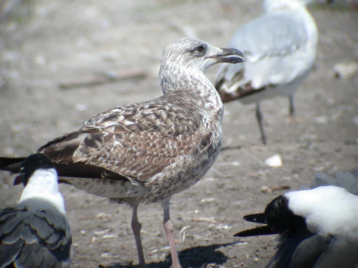 Yellow-legged Gull - Steve Kornfeld