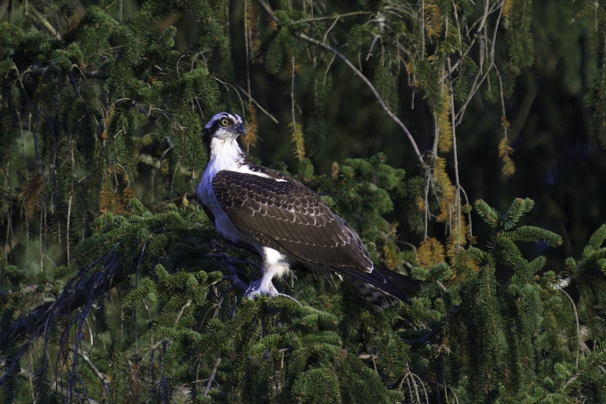 Balbuzard pêcheur - ML609994480