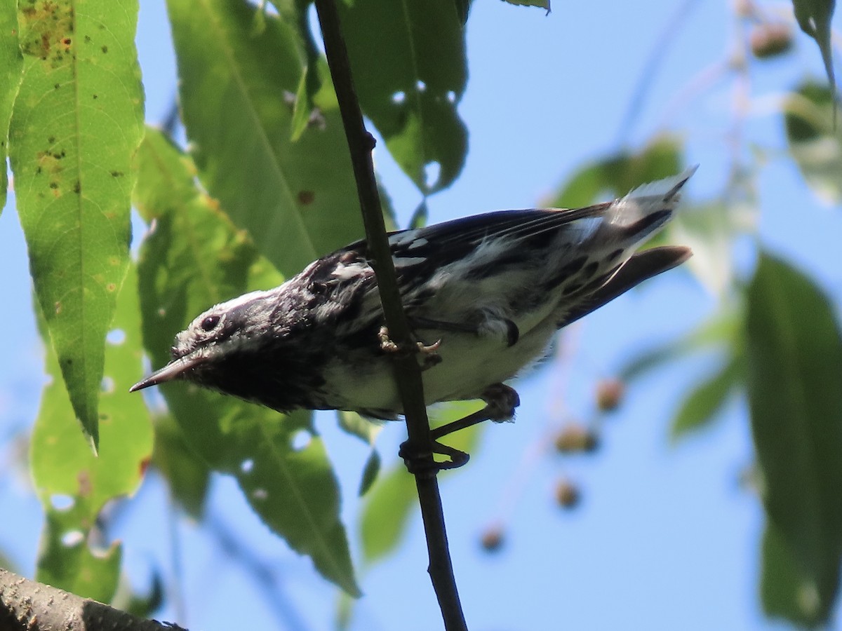 Black-and-white Warbler - Tim Carney