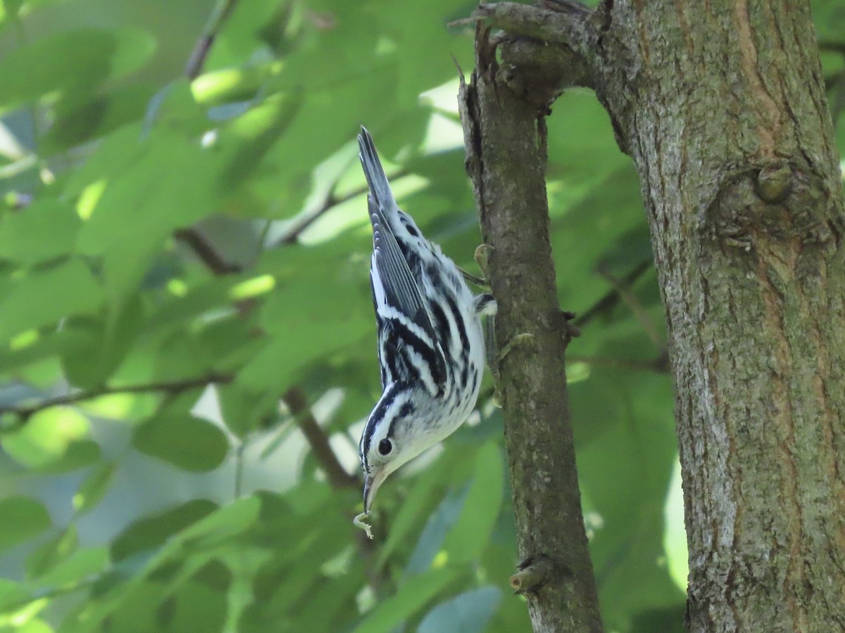 Black-and-white Warbler - Tim Carney