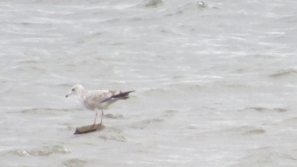 Ring-billed Gull - ML609994683