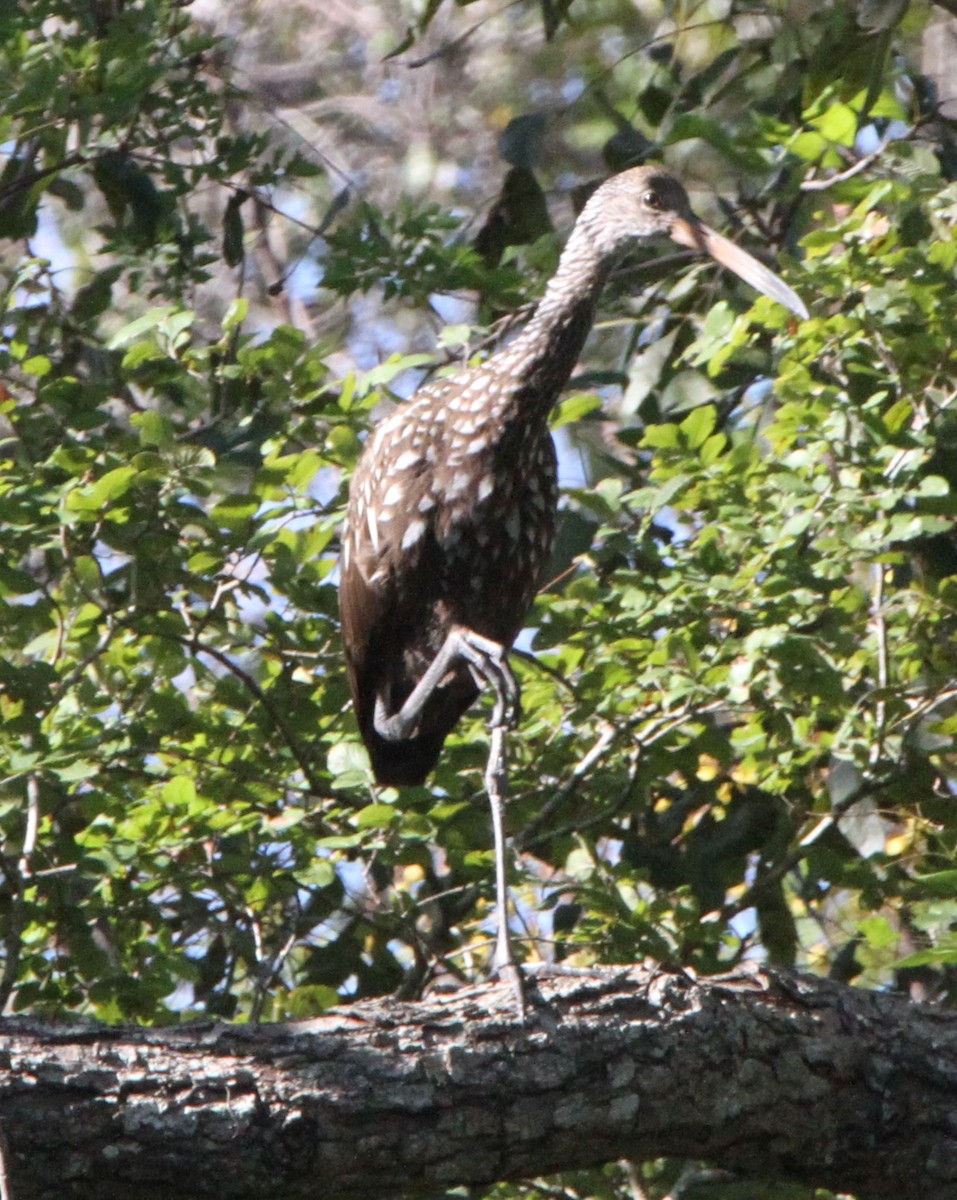 Limpkin - Brent Ortego