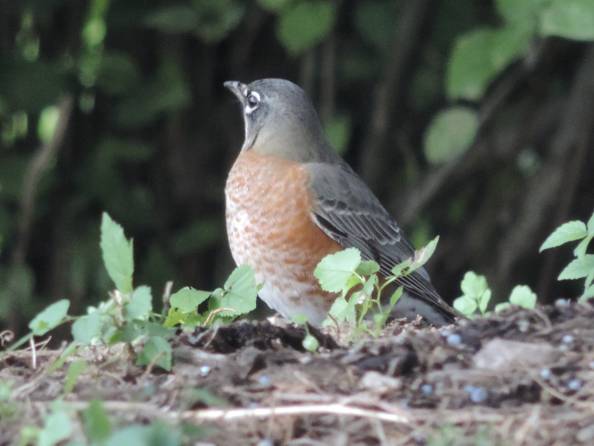 American Robin - Rich Brown