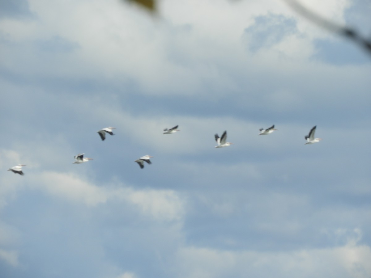 American White Pelican - ML609994806