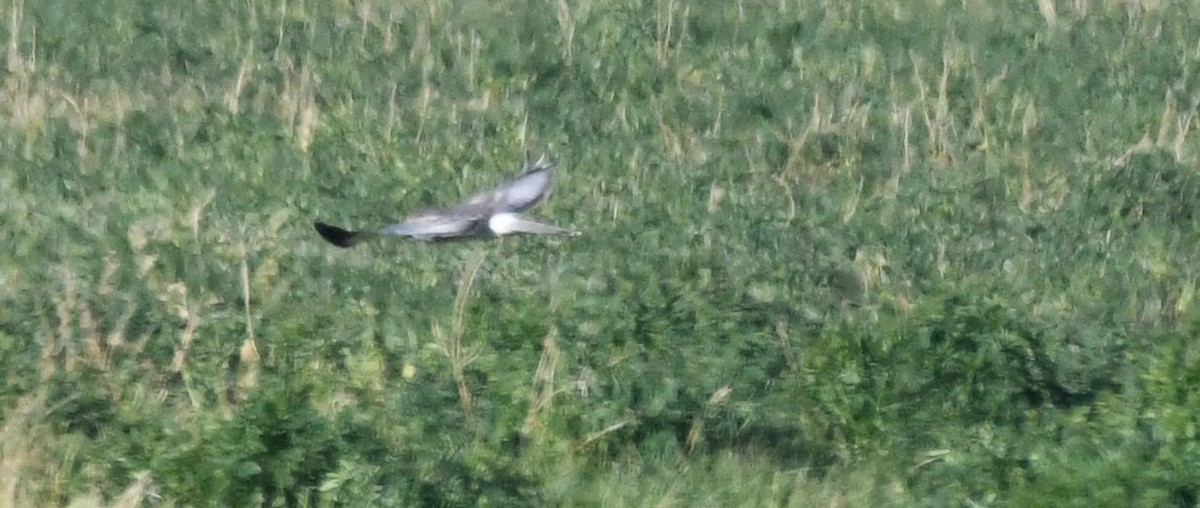 Northern Harrier - ML609994839