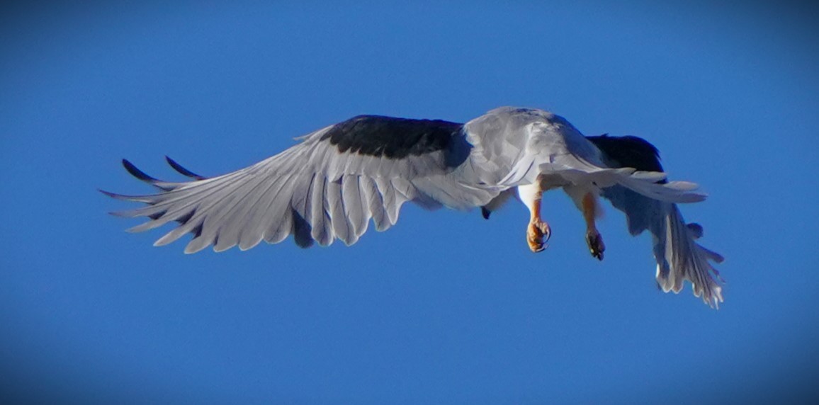 White-tailed Kite - Richard Block