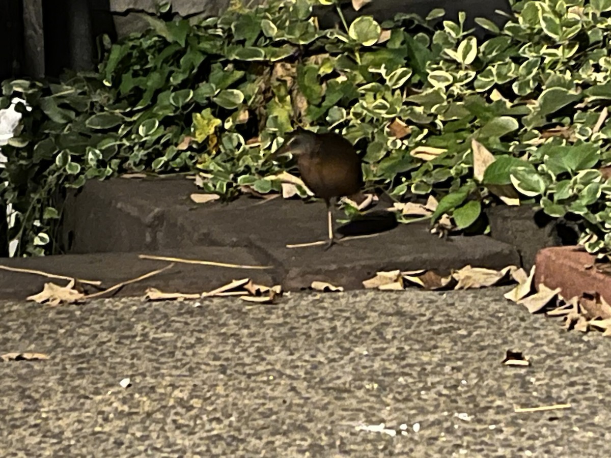 Virginia Rail - ML609994954