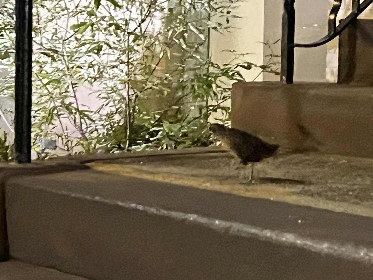 Virginia Rail - ML609994955