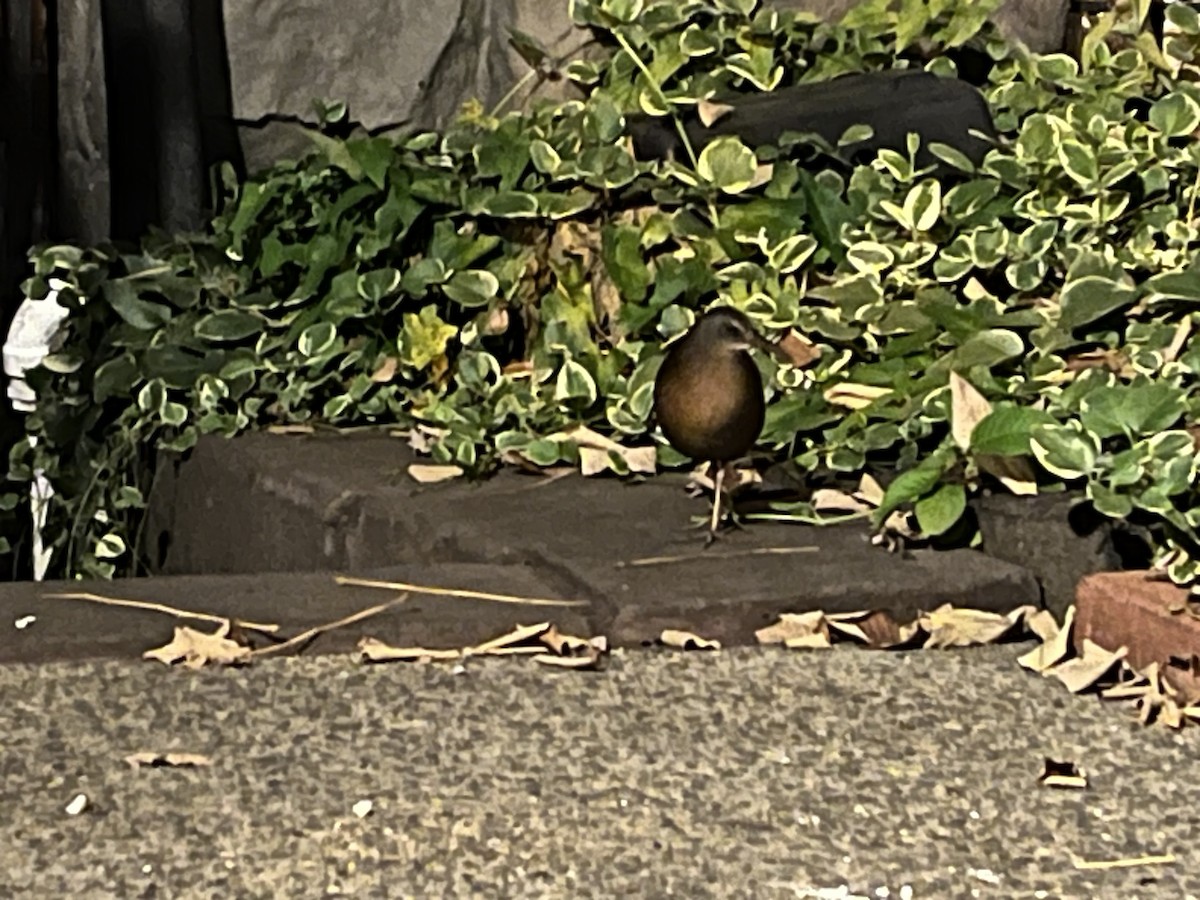 Virginia Rail - ML609994956