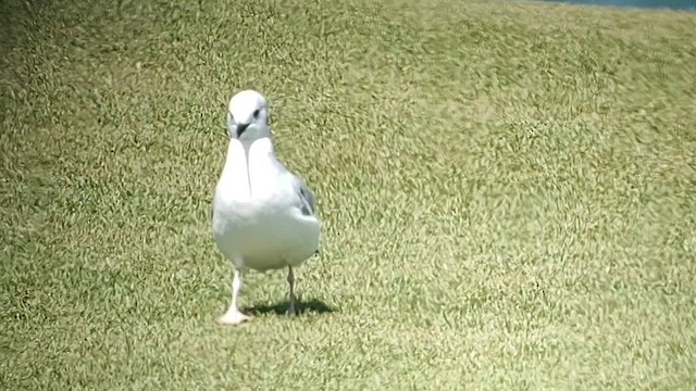 Bonaparte's Gull - ML609995011