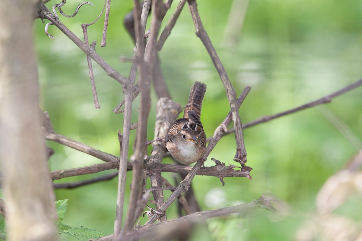 Sedge Wren - ML609995042