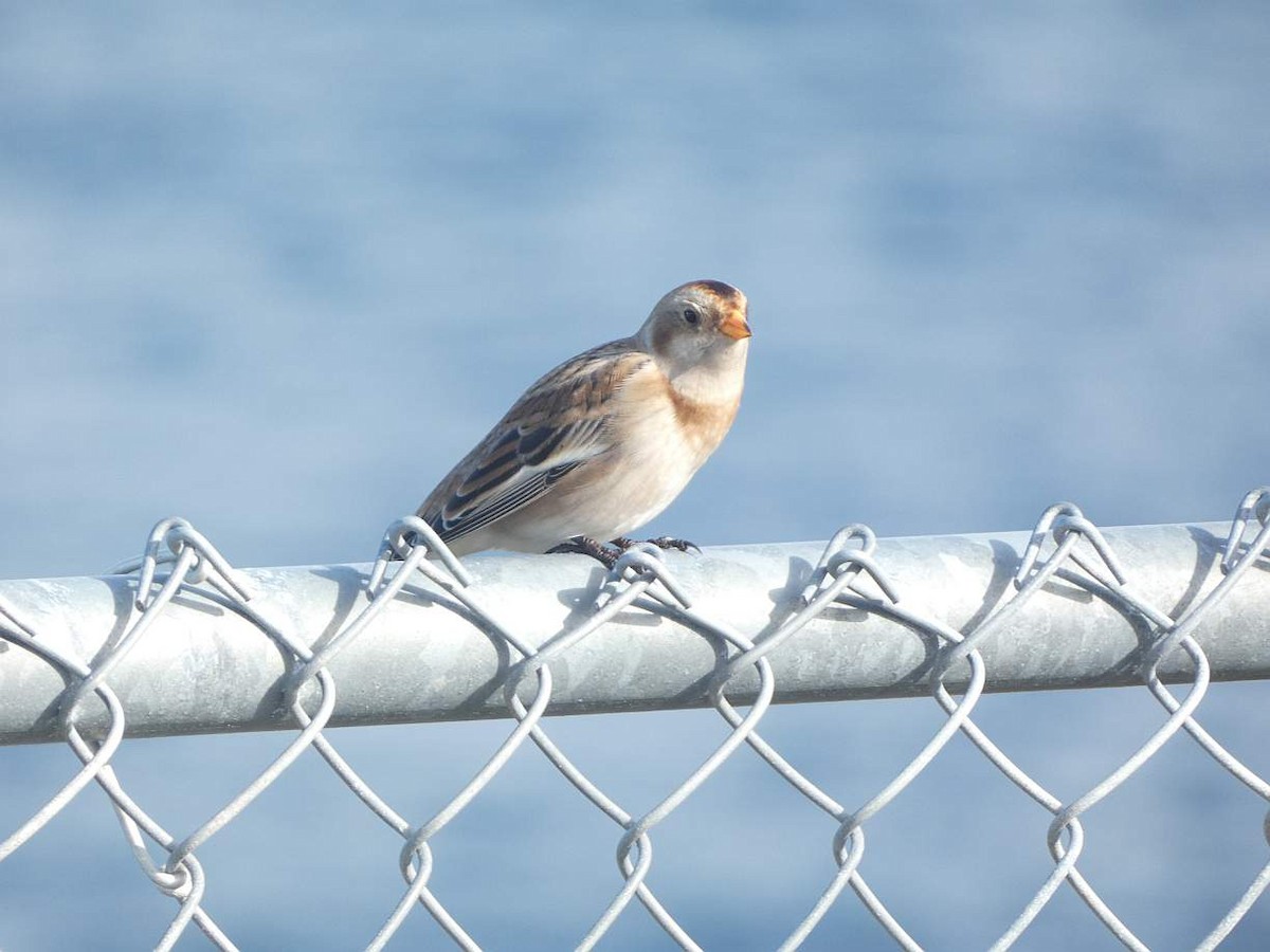 Snow Bunting - Brian Hill