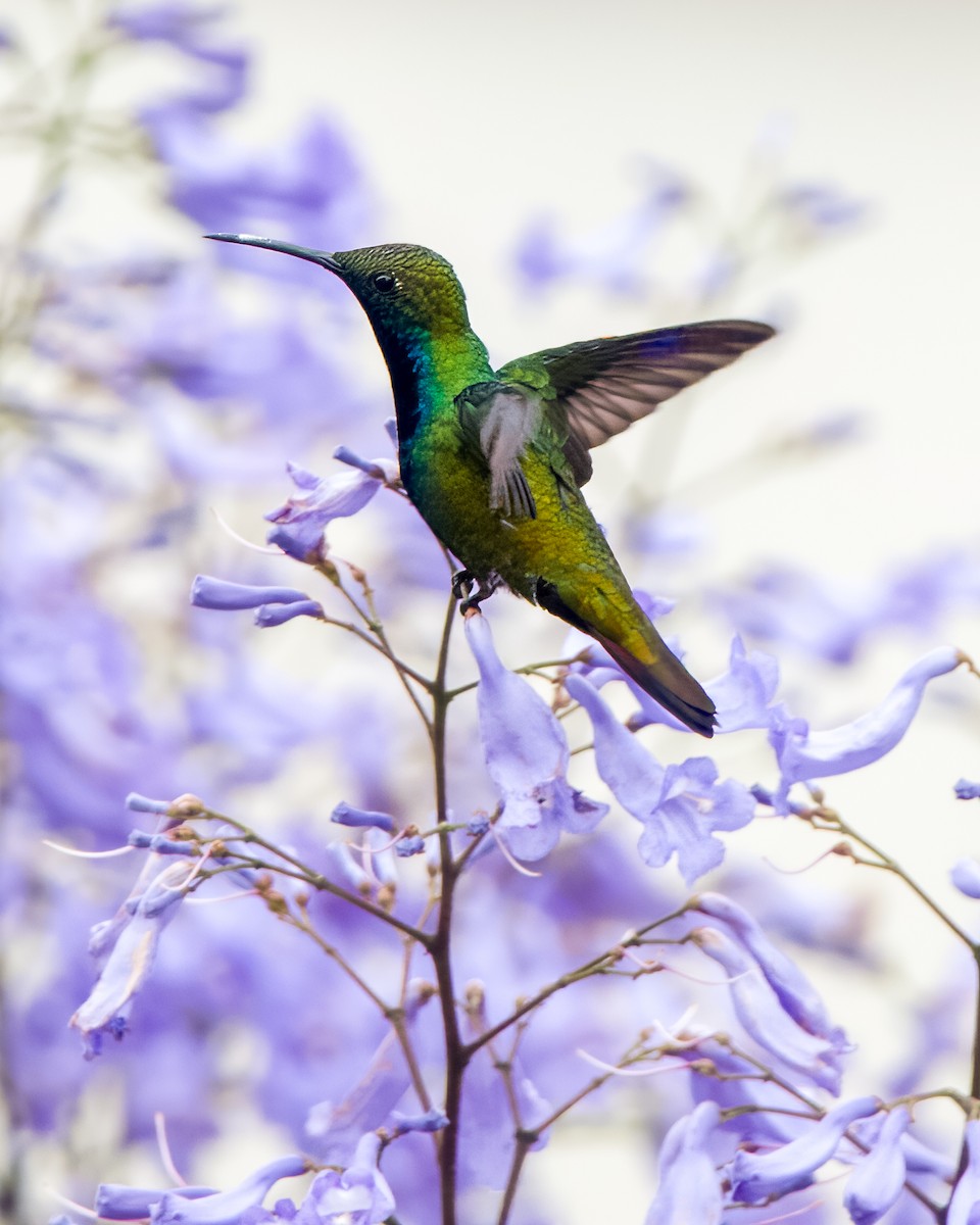 kolibřík tropický - ML609995097