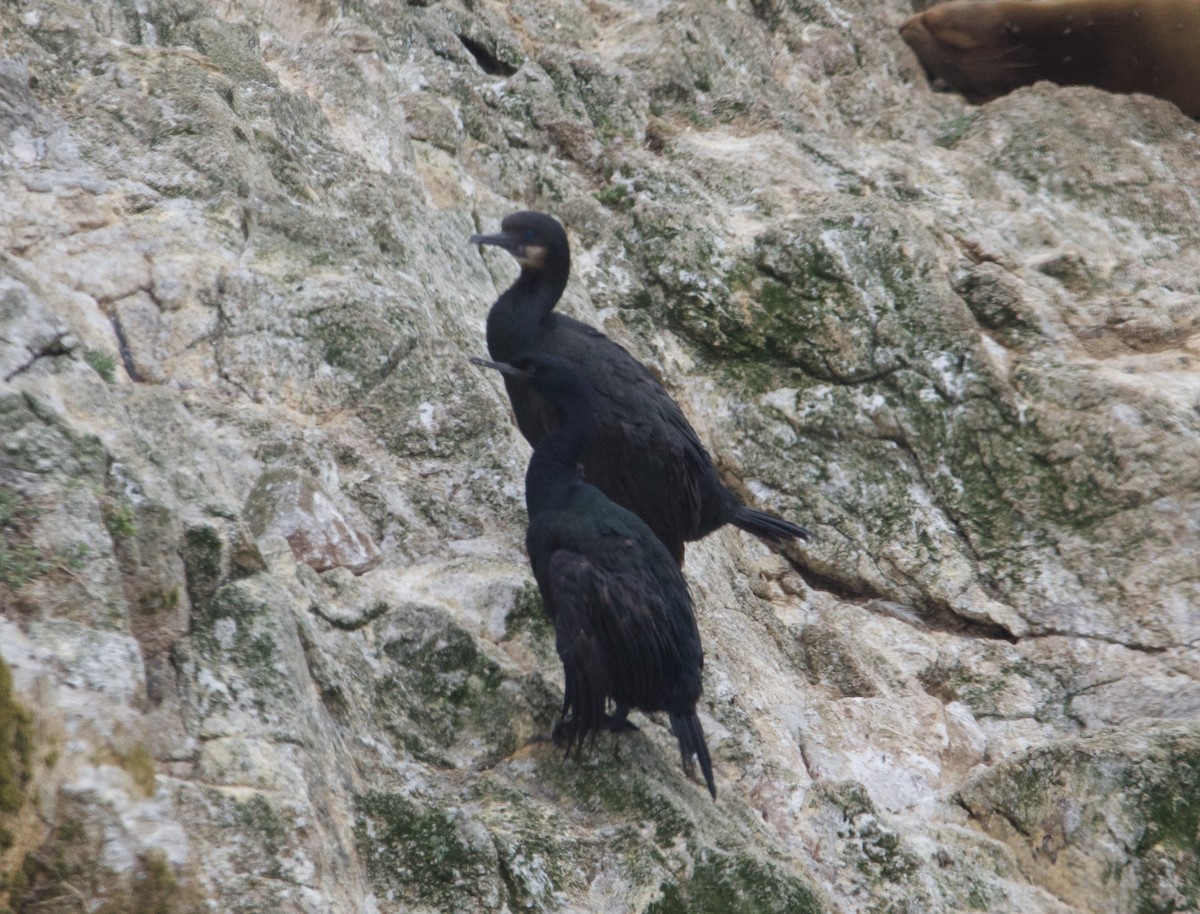 Cormorán Pelágico - ML609995107