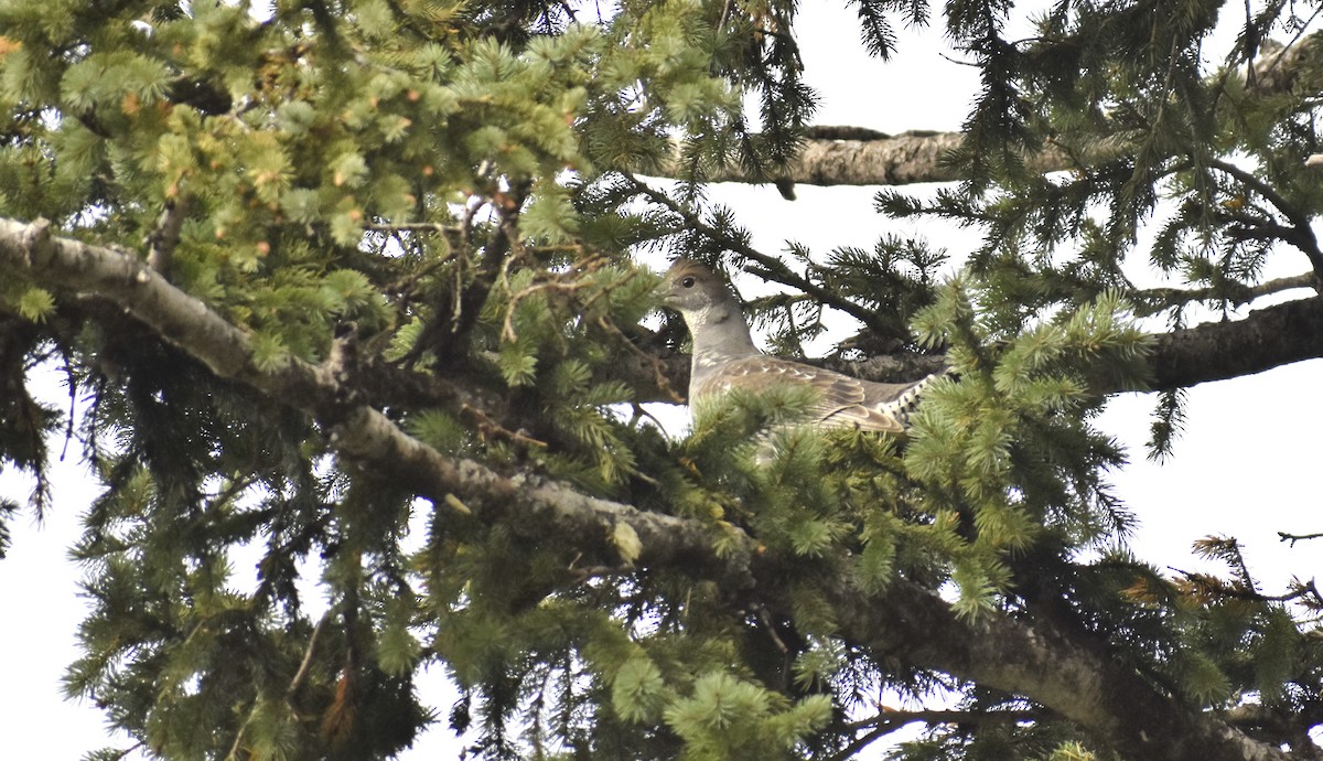 Dusky Grouse - ML609995143