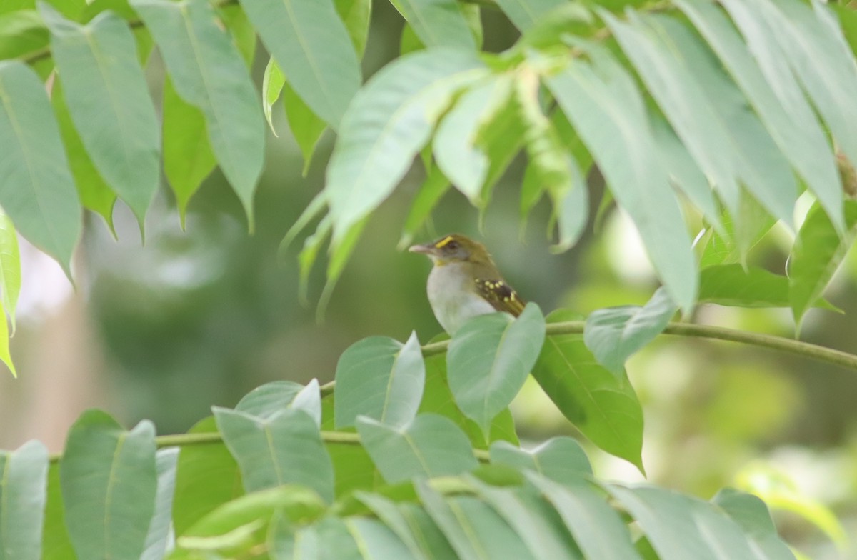 Yellow-throated Nicator - ML609995214