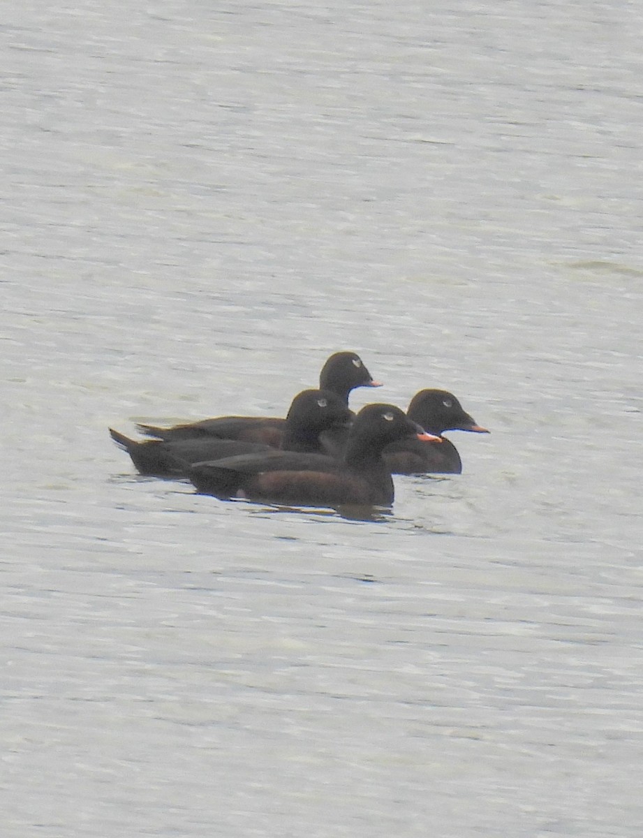 White-winged Scoter - ML609995286