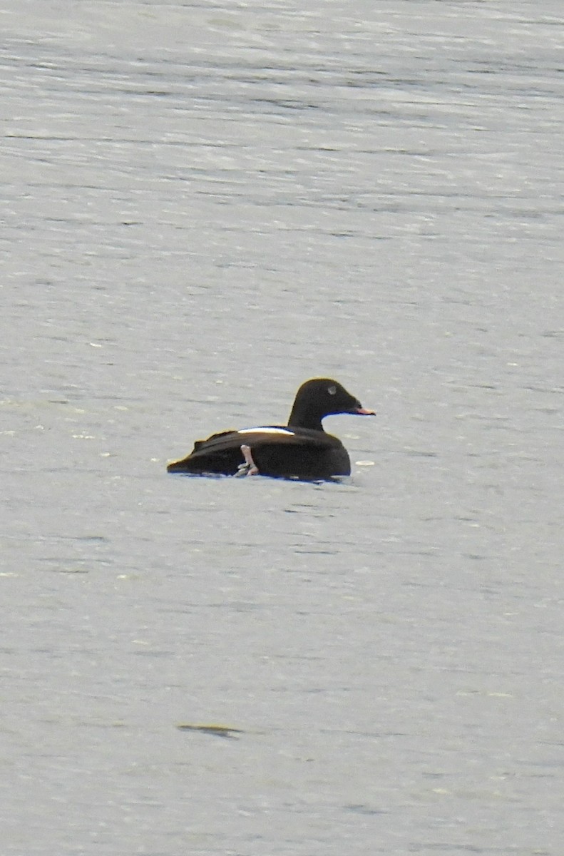 White-winged Scoter - ML609995306